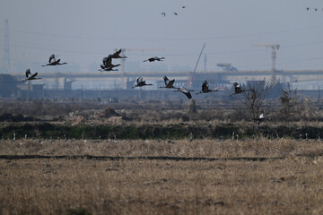 flock of seagulls