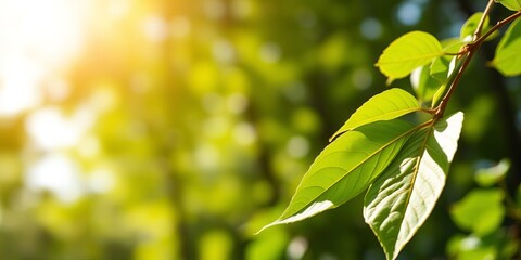 Obraz premium Close up of fresh green leaf with blurred greenery background and sunlight, perfect for natural plants landscape wallpaper or cover concept, nature, sunlight, ecology