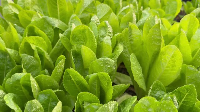 Closeup organic green cos lettuce fresh growing in the garden.