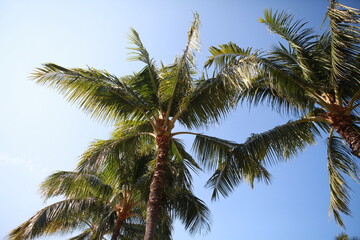 Hawaiian coconut palm trees background