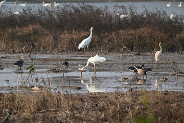 great blue heron ardea cinerea