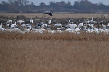 flock of sheep in the field