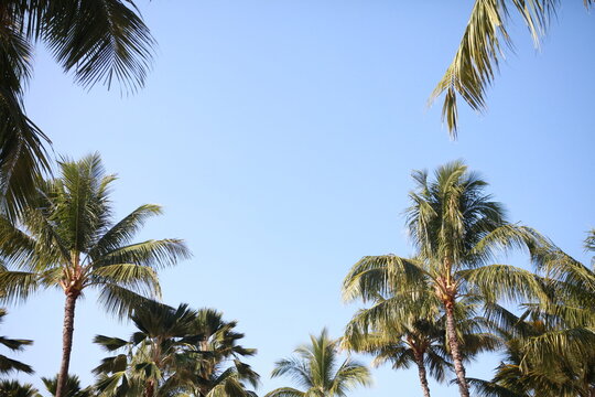 coconut palm trees and blue sky, room for copy in middle, Hawaii