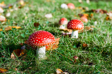 Young red fly agaric mushroom with white dots on a green forest lawn grass