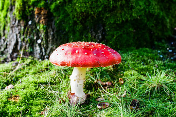 Young red fly agaric mushroom with white dots on a green forest lawn grass