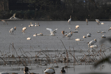 flock of seagulls on the beach
