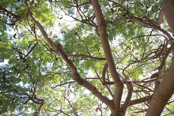 Fototapeta premium Monkeypod tree, Oahu, Hawaii. Pithecellobium dulce