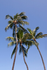 Fototapeta premium Hawaiian coconut palm trees background, vertical tall