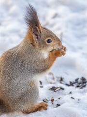 The squirrel in winter sits on white snow.