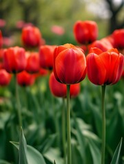 Obraz premium Vibrant red tulips blooming in a lush green garden capturing the essence of spring and natural beauty : Generative AI