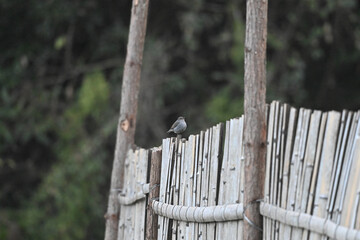 Fototapeta premium fence on a fence