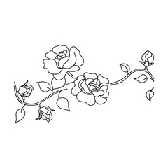 Elegant Line Drawing of Roses, Buds, and Vine