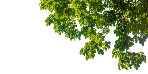 green tree branches isolated on white background