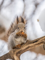 Fototapeta premium The squirrel with nut sits on tree in the winter or late autumn