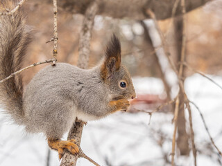The squirrel with nut sits on tree in the winter or late autumn