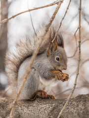 The squirrel with nut sits on tree in the winter or late autumn