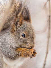 Fototapeta premium The squirrel with nut sits on tree in the winter or late autumn