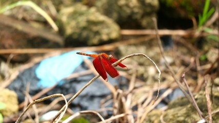 The beautiful Sulawesi red dragonfly is a species of dragonfly in the Libellulidae family. It is widespread in many Asian countries