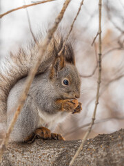 The squirrel with nut sits on tree in the winter or late autumn