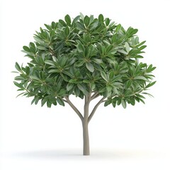 A lush, green tree with a rounded canopy and sturdy trunk, representing nature and vitality.