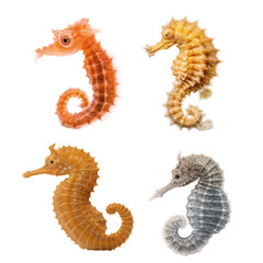 Fototapeta premium Four Seahorses of Different Colors