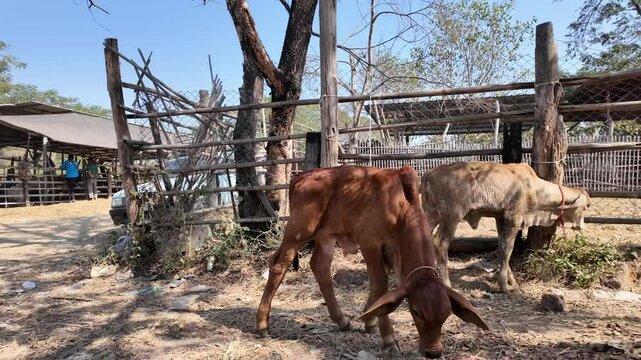 A young calf walks hesitantly near a row of cow cages in the bustling local market, its soft eyes scanning the unfamiliar surroundings.