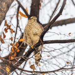 A Eurasian sparrowhawk perched on a branch of a tree outdoors.