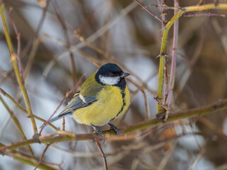 Cute bird Great tit, songbird sitting on a branch without leaves in the autumn or winter.
