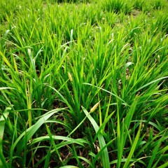 Overgrown and tangled isolated grass in the wilderness, , isolation, wild grasses
