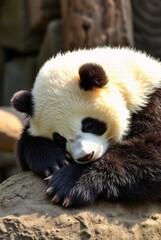 Adorable Giant Panda Sleeping Peacefully on a Rock in Natural Habitat