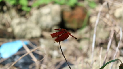 The beautiful Sulawesi red dragonfly is a species of dragonfly in the Libellulidae family. It is widespread in many Asian countries