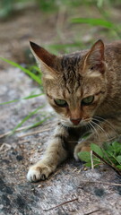 a village cat is playing in a garden