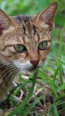a village cat is playing in a garden