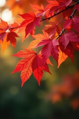 Scarlet-colored leaves on a deciduous tree in autumn, leaves, autumn