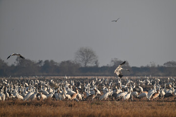 pelicans in flight