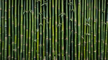 Lush Green Bamboo Forest Background, bamboo forest background