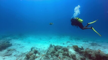 Diver keeps a safe distance from a Titan triggerfish (Antennarius commersoni). Mnemba Island, Zanzibar, Tanzania.