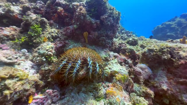 Crown-of-thorns starfish (Acanthaster planci) near Mnemba Island. Zanzibar, Tanzania.