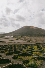 Volcanic landscape, La Geria, Lanzarote Island, Canary Islands, Spain, Europe. Wine growing area in the volcanic landscape with views of some volcanoes