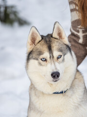 Naklejka premium Portrait of the Siberian Husky dog black and white colour with blue eyes in winter.