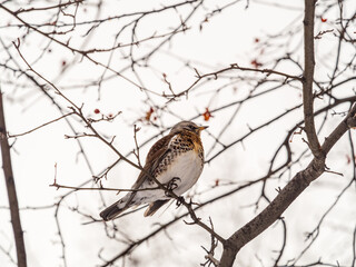 Fieldfare sitting on the bush and feeding on wild red apples in winter or early spring time.