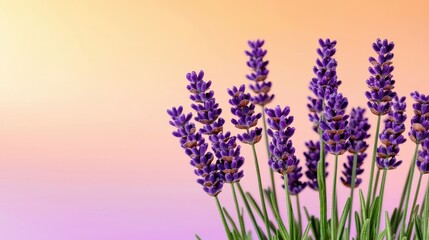 Naklejka premium lavender flowers in the sun