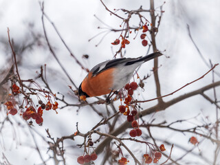 Bullfinch sitting on a branch. Beautiful bird with a red breast on a branch in winter.