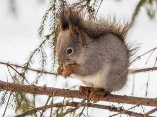 The squirrel with nut sits on tree in the winter or late autumn