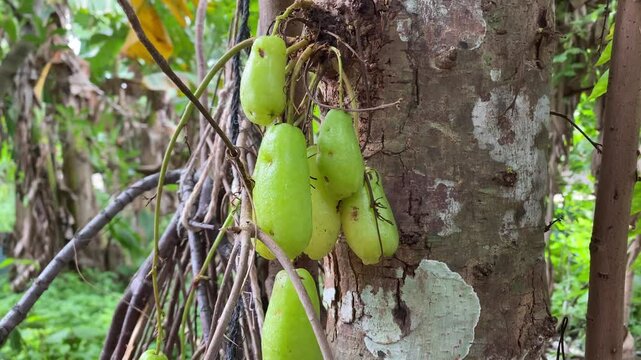 Vegetable starfruit trees in Tomia, Sulawesi on Februari 20, 2025