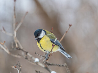 Cute bird Great tit, songbird sitting on a branch without leaves in the autumn or winter.
