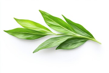 Fototapeta premium Leaf isolated on white background botanical image for culinary and aromatherapy uses