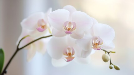Obraz premium Delicate White Orchid Blooms Captured in Soft Natural Light for Elegant Display : Generative AI