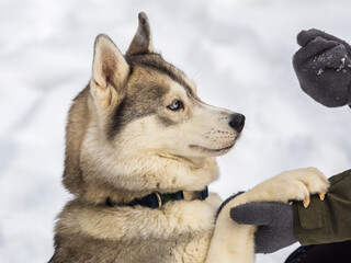 Portrait of the Siberian Husky dog black and white colour with blue eyes in winter.