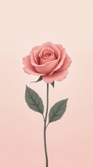 Fototapeta premium A minimalist March 8 postcard with a single rose in soft pink tones, elegant and simple, celebrating International Women’s Day